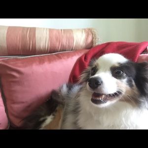 Meet your Posher, Clara